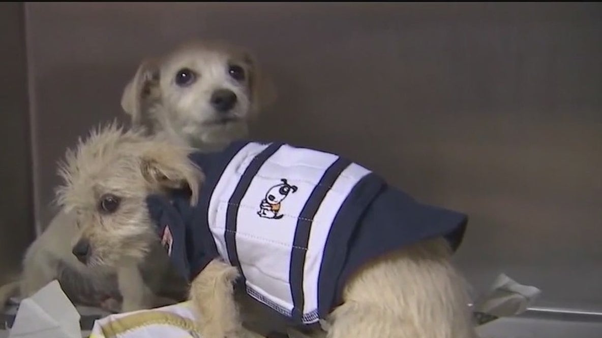 Keeping pets safe during fireworks